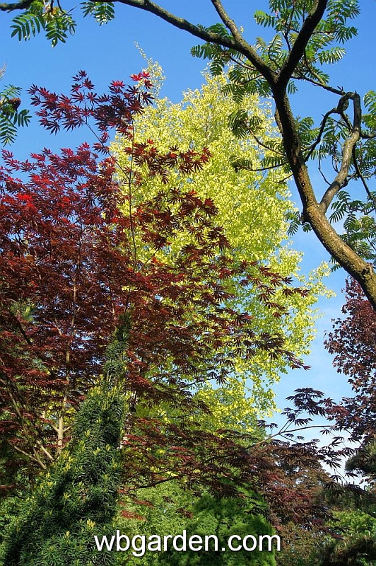 wbgarden spring 6.JPG